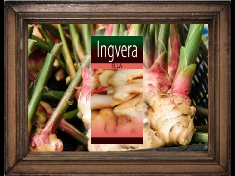 Ingvera eļļa