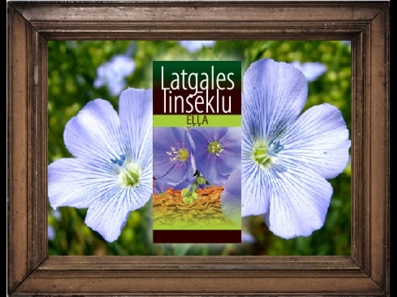 Latgales linsēklu eļļa