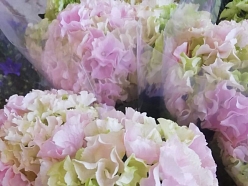 Florists ZELTA ZIEDS