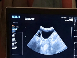 Ultrasonogrāfijas izmeklējums dzīvniekam