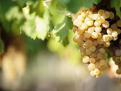Konsultācijas vīnogu stādu audzēšanā