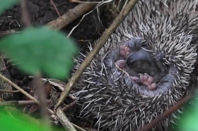 Atstarojošās pēdiņas pie apģērba