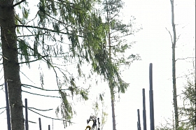 Mežistrāde un mežsaimniecība