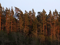 Radiācijas drošības centrs  no kāda meža Rīgas teritorijā ir evakuējis priekšmetu ar paaugstinātu jonizēto starojumu.
