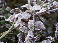 Pirmdien, 12.oktobrī,  Daugavpilī, Liepājā un Pāvilostā labots 12.oktobra minimālās gaisa temperatūras rekords. Daugavpils novērojumu stacijā termometra stabiņš sasniedza mīnus 6,6 grādus. Liepājas meteostacija reģistrēja temperatūru līdz mīnus 5,0 grādiem, savukārt Pāvilostā gaiss atdzisa līdz mīnus 4,6 grādiem. Arī ceturtdien, 15.oktobrī pārspēti vairāki aukstuma rekordi - tas noticis Daugavpils, Jelgavas, Mērsraga, Stendes un Saldus novērojumu stacijās. Foto: Ilustratīvs foto/ Foto: Stock.XCHNG
