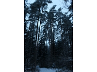 Fotogrāfe Madara Luste