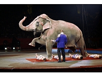 Varšava valdība aizliegusi ceļojošos cirkus ar dzīvnieku piedalīšanos.