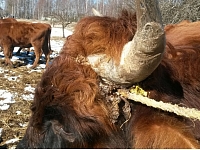 Pārtikas un veterinārais dienests (PVD) kādā saimniecībā Pārgaujas novada Stalbes pagastā administratīvā pārkāpuma lietvedības ietvaros izņēmis vairāk nekā 20 liellopus, jo saimniecībā konstatēti dzīvnieku labturības prasību pārkāpumi un cietsirdīga izturēšanās pret dzīvniekiem. Foto: PVD
