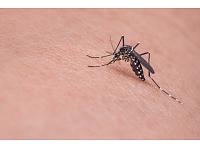 Brazīlija palaidīs brīvībā ģenētiski modificētus odus, lai cīnītos pret odu populāciju, kas pārnēsā Zikas vīrusu.