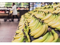 Banānu ražu visā pasaulē apdraud bīstamas slimības izplatība.