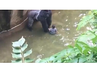 ASV nācies nošaut retas sugas gorillu, lai glābtu mazu zēnu, kurš nejauši, vecāku nepieskatīts, bija iekļuvis dzīvnieka nožogojumā.