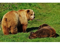 Latvijā šajā pavasarī ir uzturējušies vismaz desmit lāči, tomēr eksperti uzskata, ka nevar runāt par to skaita pieaugumu.