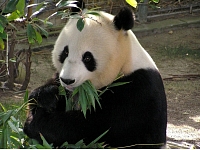 Par Vīnes zooloģiskā dārza jaunāko papildinājumu kļuvis pandas mazulis, kuru pasaulē laiduši veiksmīgi nebrīvē dzīvojošā māte.