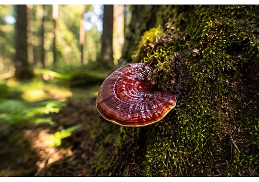 10 iemesli, kāpēc Reishi vērts iekļaut savā uzturā