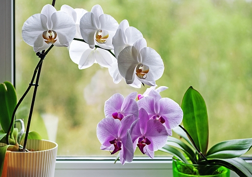 Kā kopt orhidejas? Stāsta speciāliste