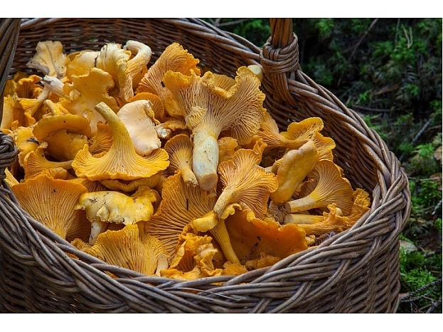 Foto: Pixabay.com / Barbroforsberg