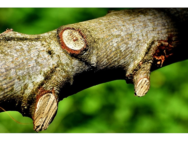 Foto: Pixabay.com / Alexas_Fotos