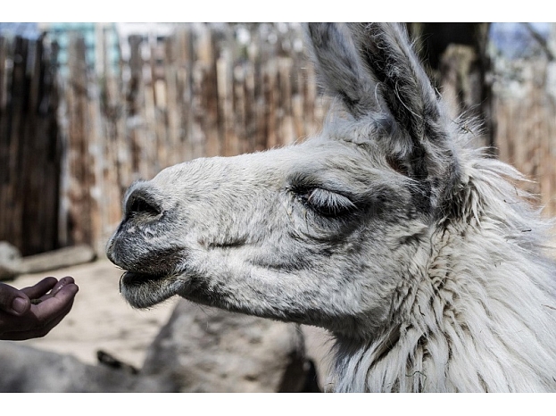 Foto: Pexels.com