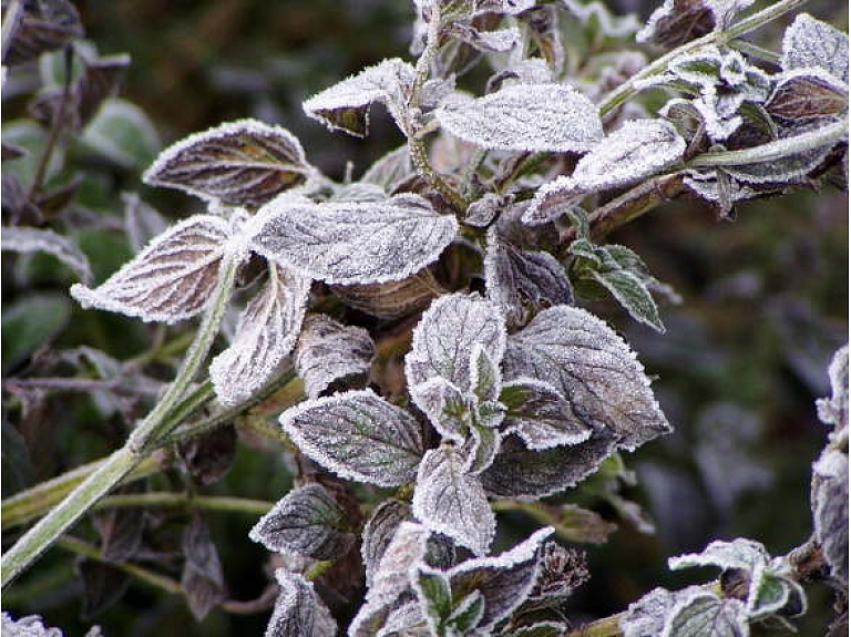 Pirmdien, 12.oktobrī,  Daugavpilī, Liepājā un Pāvilostā labots 12.oktobra minimālās gaisa temperatūras rekords. Daugavpils novērojumu stacijā termometra stabiņš sasniedza mīnus 6,6 grādus. Liepājas meteostacija reģistrēja temperatūru līdz mīnus 5,0 grādiem, savukārt Pāvilostā gaiss atdzisa līdz mīnus 4,6 grādiem. Arī ceturtdien, 15.oktobrī pārspēti vairāki aukstuma rekordi - tas noticis Daugavpils, Jelgavas, Mērsraga, Stendes un Saldus novērojumu stacijās. Foto: Ilustratīvs foto/ Foto: Stock.XCHNG
