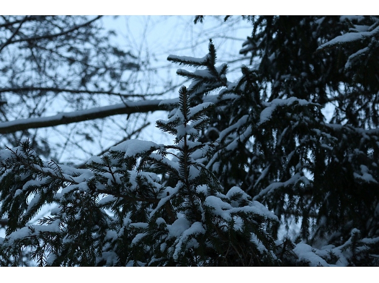Fotogrāfe Madara Luste
