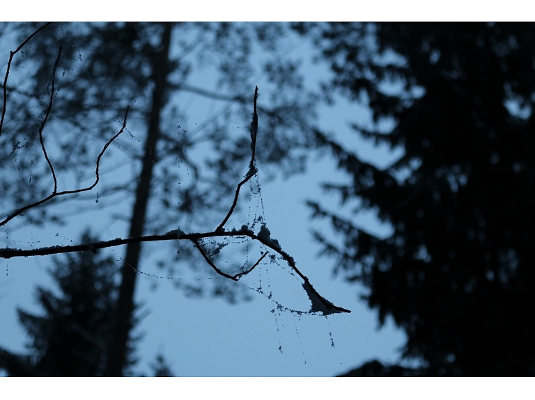 Fotogrāfe Madara Luste