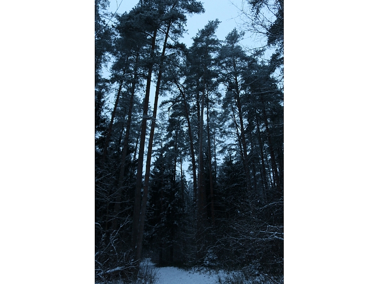 Fotogrāfe Madara Luste