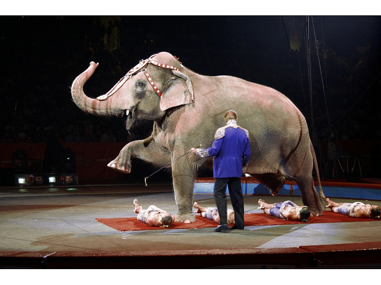 Varšava valdība aizliegusi ceļojošos cirkus ar dzīvnieku piedalīšanos.