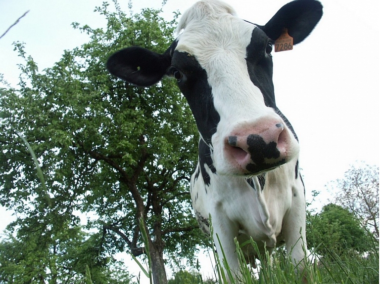 Igaunijā piena tirgus krīze. Pēdējā pusotra gada laikā govju skaits samazinājies par desmito daļu.