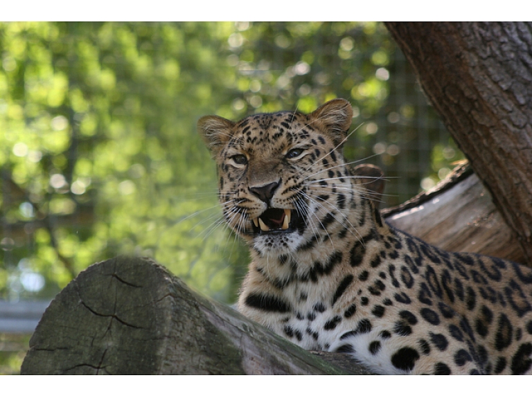 Pirmo reizi pēdējās desmitgades laikā Dienvidāfrikā 2016. gada sezonā aizliegtas leopardu medības. Ilustratīvs foto/ Foto: Stock.XCHNG