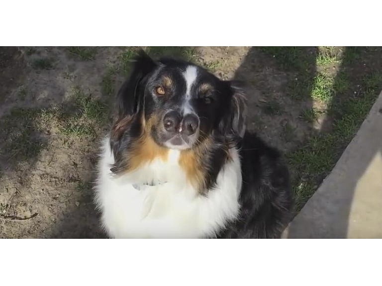 ASV īsi pirms iemidzināšanas izglābts suns Tobijs ar diviem deguniem, kuru adoptējusi kāda ģimene.
