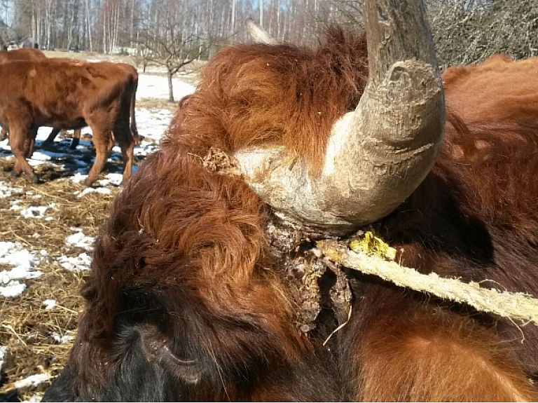 Pārtikas un veterinārais dienests (PVD) kādā saimniecībā Pārgaujas novada Stalbes pagastā administratīvā pārkāpuma lietvedības ietvaros izņēmis vairāk nekā 20 liellopus, jo saimniecībā konstatēti dzīvnieku labturības prasību pārkāpumi un cietsirdīga izturēšanās pret dzīvniekiem. Foto: PVD
