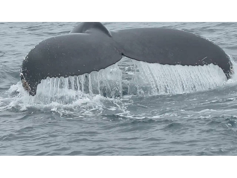 Kalifornijā krastā izmeties un gājis bojā milzīgs valis.