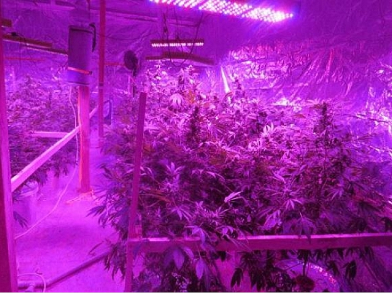Iecavā atklāta marihuānas audzētava, kur likumsargiem izdevās konfiscēt 32 stādus marihuānas un marihuānas audzēšanas aprīkojumu, kas varētu būt vairāku desmitu tūkstošu eiro vērts.