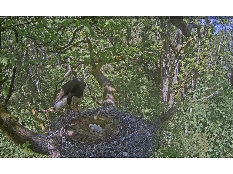 Ar tiešsaistes kameru aprīkotajā melnā stārķa ligzdā aizvadītajā nedēļas nogalē izšķīlušies divi putnēni.