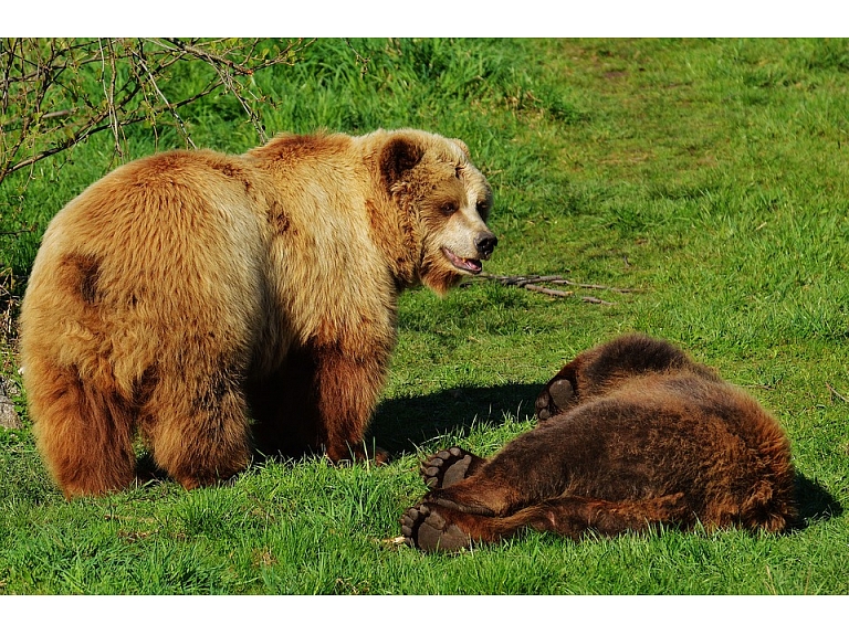 Latvijā šajā pavasarī ir uzturējušies vismaz desmit lāči, tomēr eksperti uzskata, ka nevar runāt par to skaita pieaugumu.