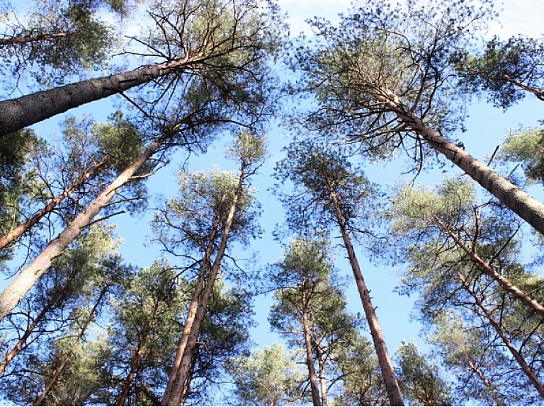 Gulbenes novadā, Jaungulbenes pagastā no kāda meža patvaļīgi nocirsti 74 augoši koki.