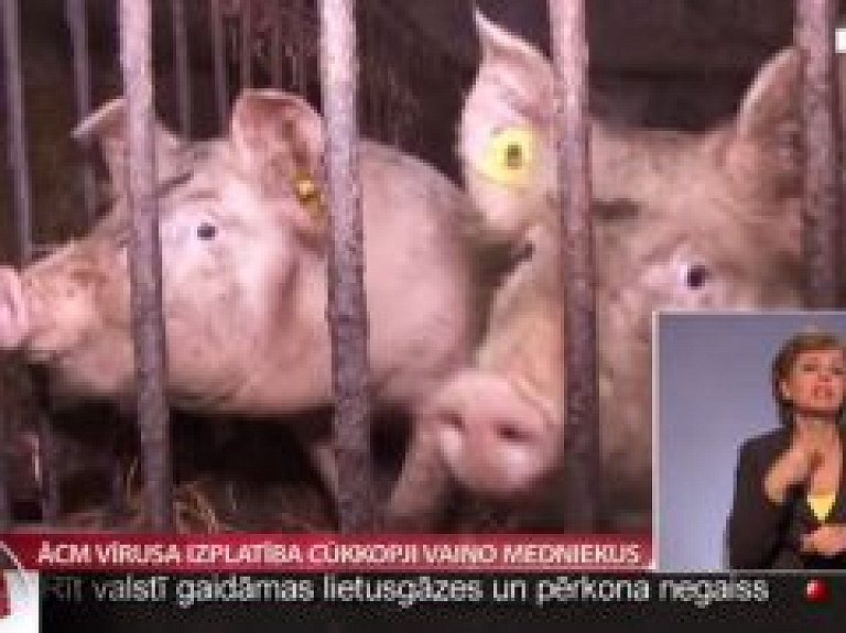 ĀCM vīrusa izplatība cūkkopji vaino medniekus