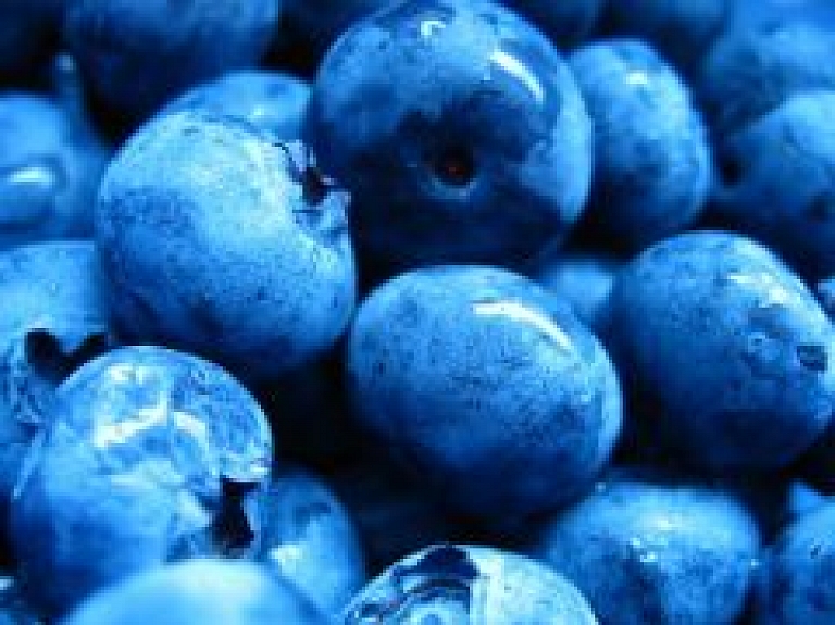 Melleņu lasīšanas čempionātā Nīcas novadā uzvarētāja salasa 3 kg