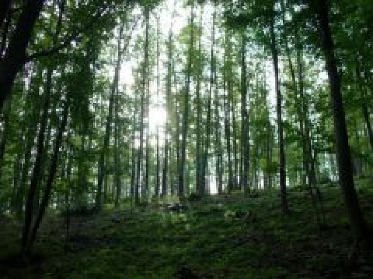 Balvu novadā mežā nomaldījusies sieviete