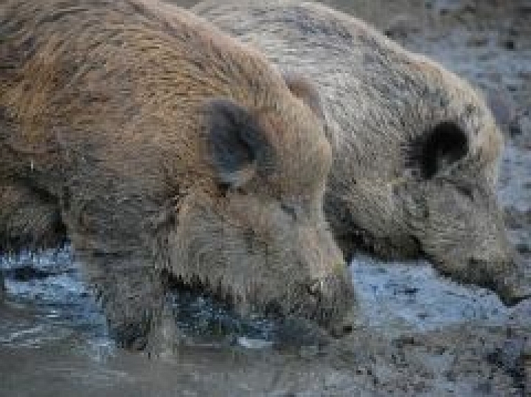 Jūrmalas domes komitejā skatīs jautājumu par mežacūkām