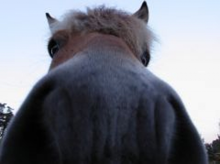 Krāslavā izvilkts dīķa dūņās iestidzis zirgs