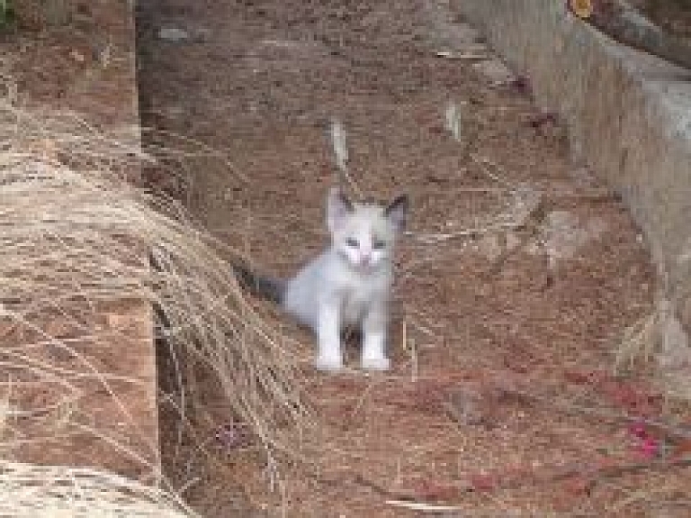 Daugavpili no ventilācijas šahtas atbrīvots kaķis