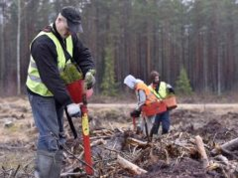 "Latvijas Valsts meži" atjauno mežus, iestādot 22 miljonus dažādu koku stādu