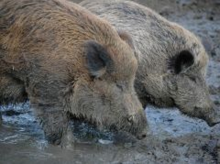 Arī Jūrmalā izveidota Medību koordinācijas komisija, lai risinātu mežacūku jautājumu