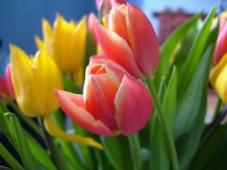 Notiks pasākums "Viļakas novada Laureāts 2015"