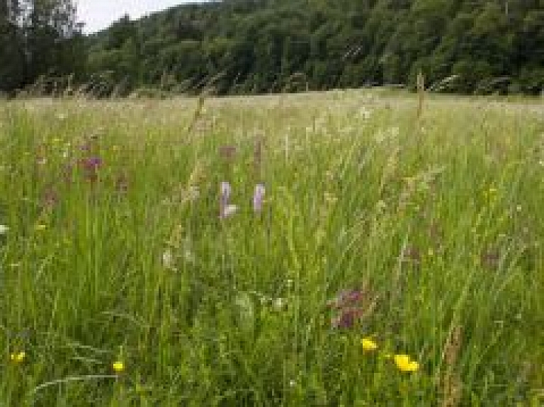 Šogad dabas koncertzāle - netālu no Milzkalna