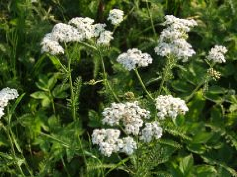 Amatas novadā notiks seminārs "Ārstniecības un ēdamie augi"