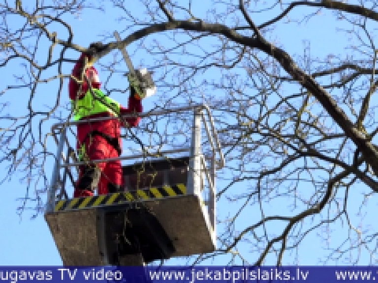 Vidusdaugavas TV: Jēkabpils pilsētas pašvaldība pērn iestādījusi 150 kokus