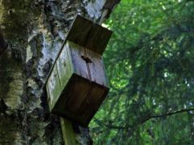 Gaujas nacionālajā parkā notiek neatļauta mežsaimnieciskā darbība