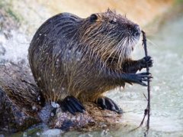 Jelgavā vīrieti pastaigas laikā sakož bebrs